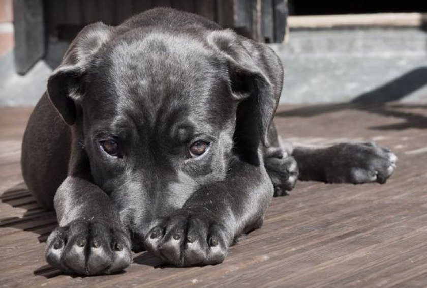 Микоплазмоз у собак