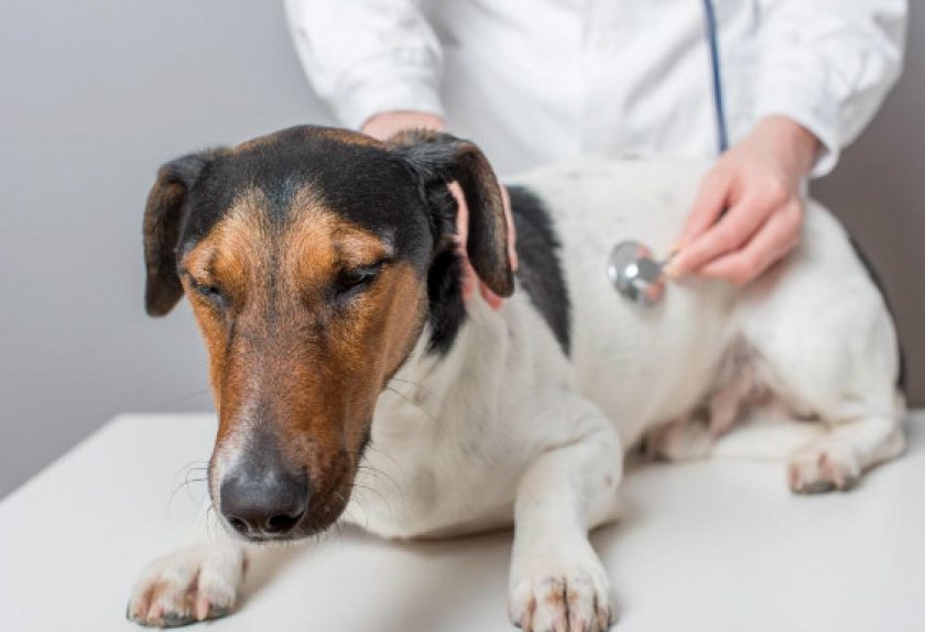 Микоплазмоз у собак