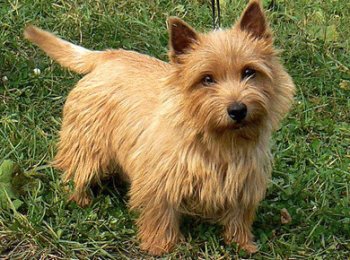 Собака норвич-терьер — умный, озорной и дружелюбный пес