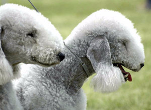 Бедлингтон терьер Бедлингтон терьер