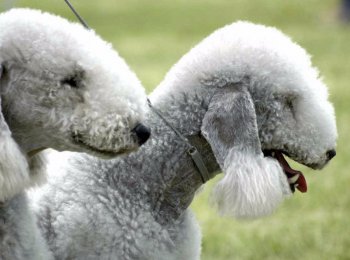 Порода собак Бедлингтон терьер: собака в овечьей шкуре