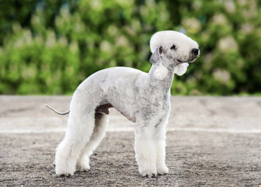 Бедлингтон терьер Бедлингтон терьер