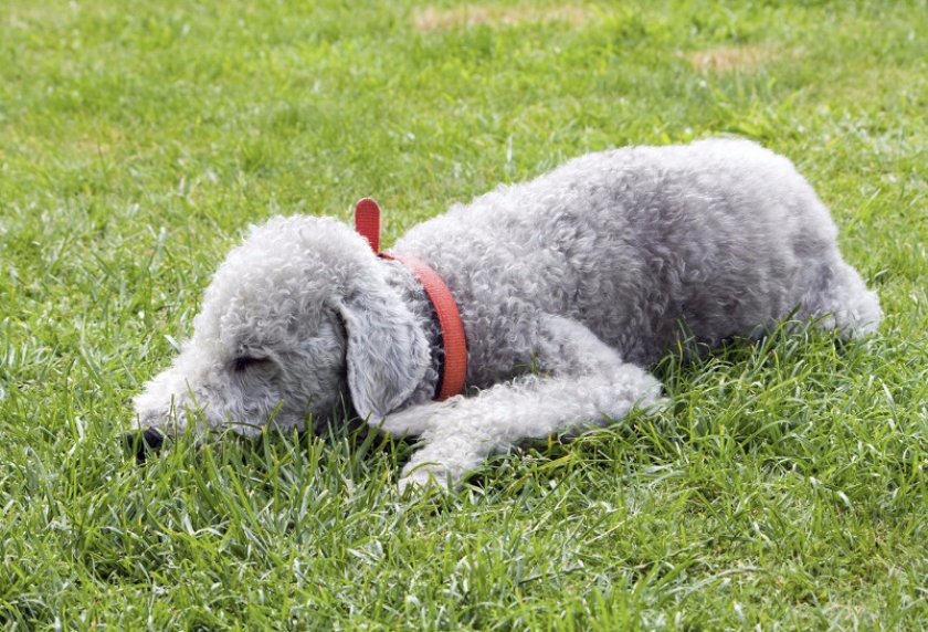 Бедлингтон терьер Бедлингтон терьер