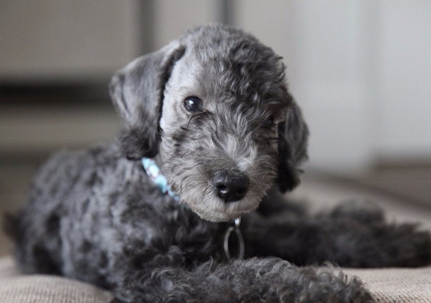 Щенок Щенок