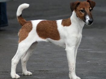 Порода собак Гладкошерстный фокстерьер — джентельмен среди собак