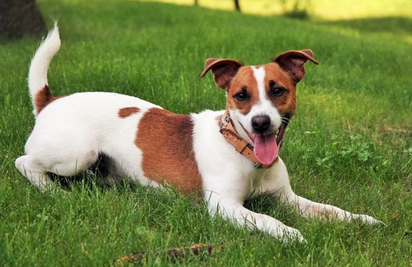 Гладкошерстный фокстерьер