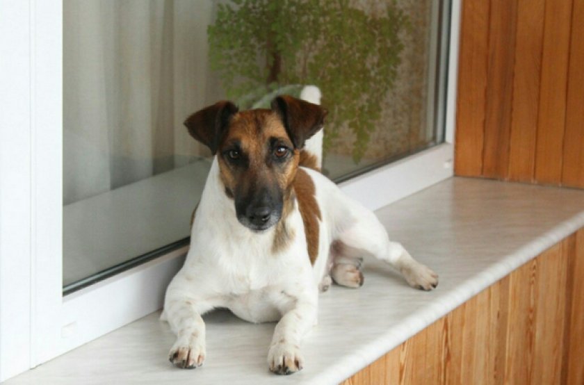 Гладкошерстный фокстерьер Гладкошерстный фокстерьер