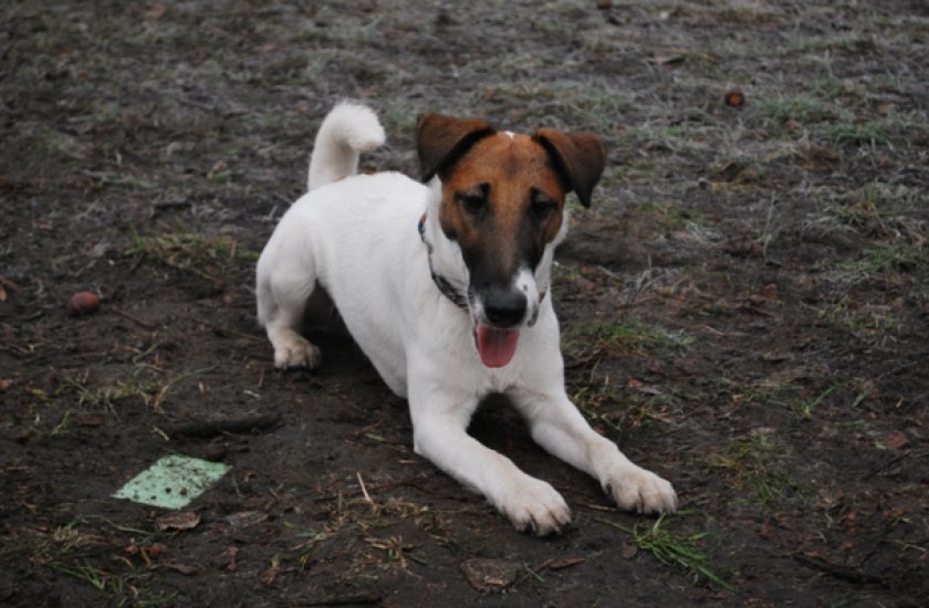 Гладкошерстный фокстерьер