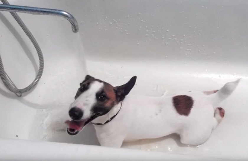 Купание Купание