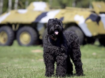 Собака черный терьер — ум, решительность и обаяние