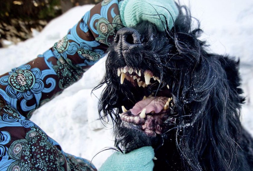 Зубы черного терьера