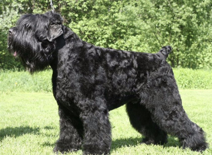 Русский чёрный терьер