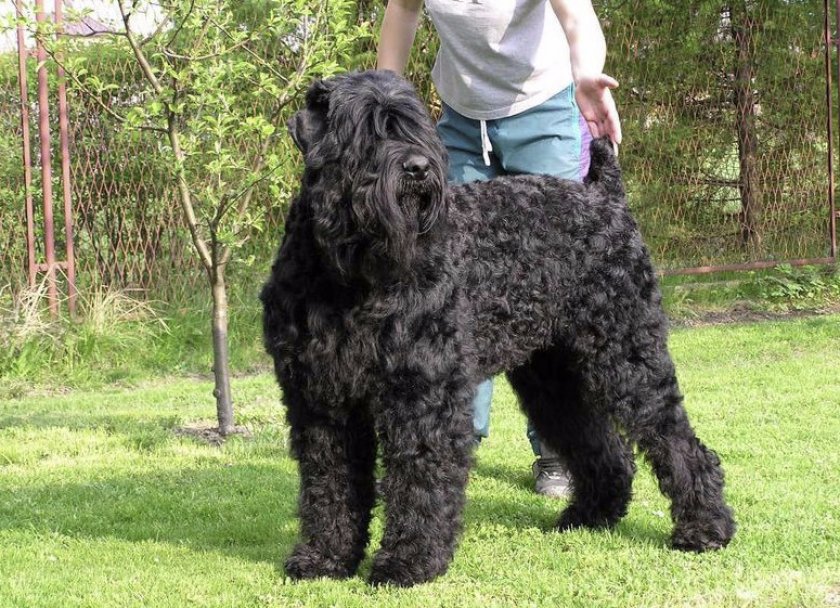 Внешний вид породы