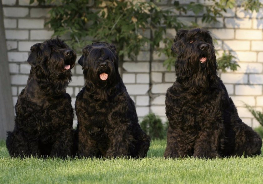 Русский черный терьер