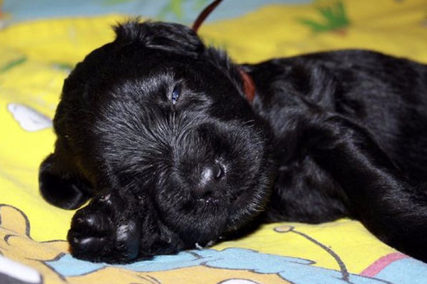 Выбор щенка