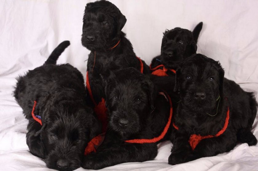 Щенки собаки Сталина