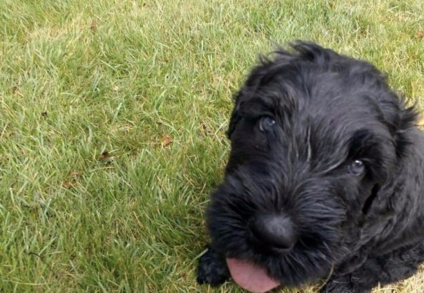 Щенок черного терьера