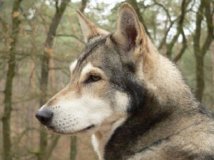 Сарлосская волчья собака