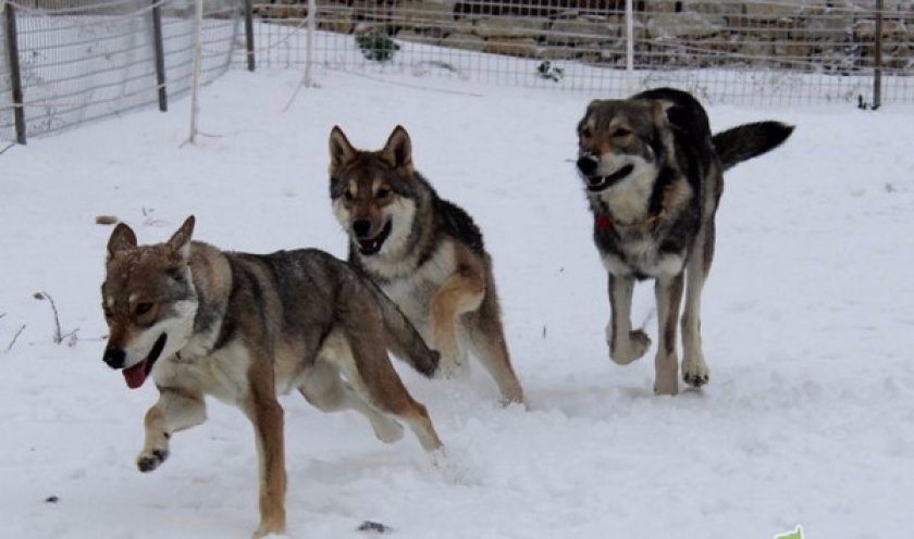 Сарлосская волчья собака