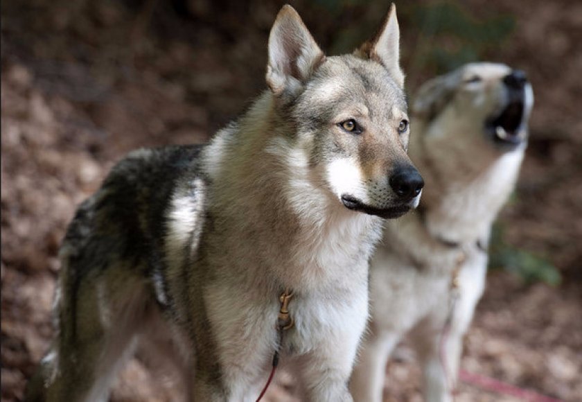 Сарлосская волчья собака