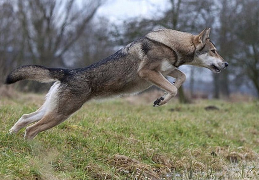 Сарлосская волчья собака