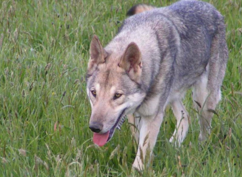 Сарлосская волчья собака