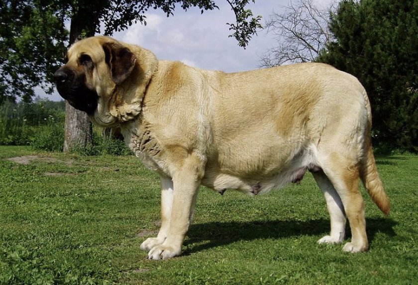 Испанский мастиф