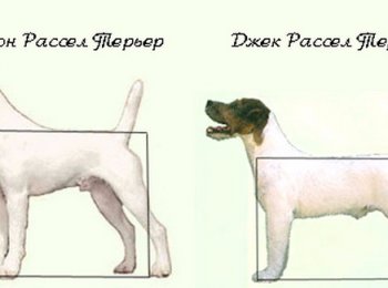 Порода собак парсон рассел терьер — энергичная, выносливая и бесстрашная порода