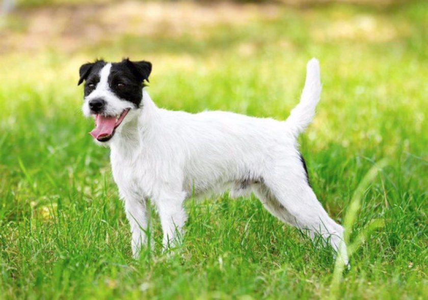 Порода собак парсон рассел терьер — энергичная, выносливая и бесстрашная порода
