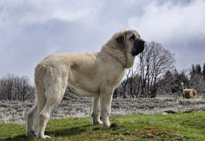 Порода испанский мастиф