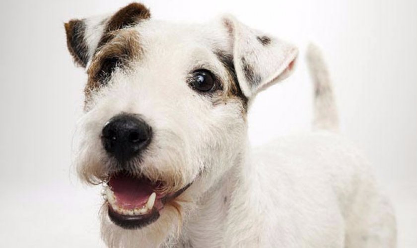 Порода собак парсон рассел терьер — энергичная, выносливая и бесстрашная порода