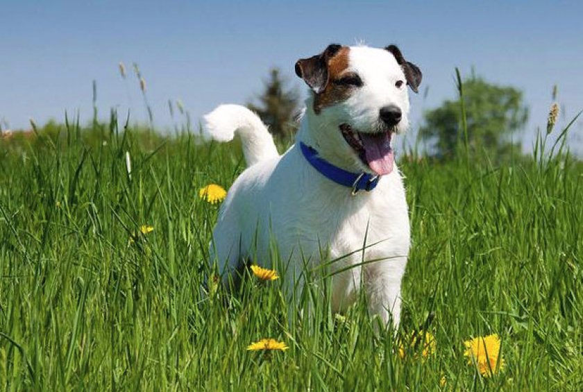 Характер охотничьей собаки