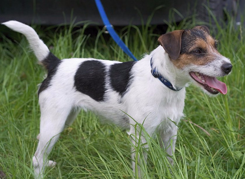 Порода собак парсон рассел терьер — энергичная, выносливая и бесстрашная порода