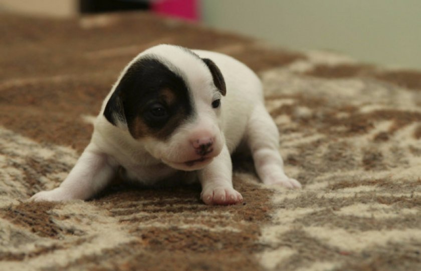 Щенок парсон рассела терьера