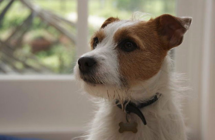 Здоровье и возможные болезни