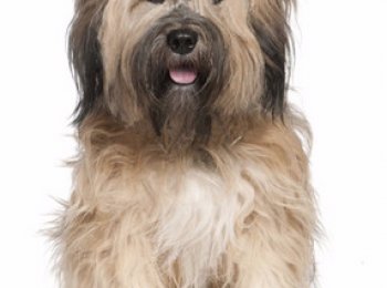 Порода собак тибетский терьер или цанг апсо — компаньоны тибетских монахов