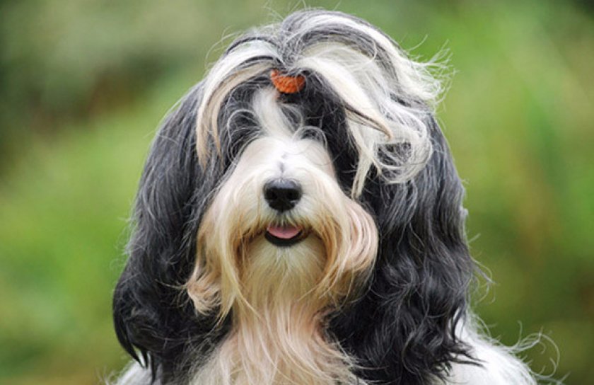 Порода собак тибетский терьер или цанг апсо — компаньоны тибетских монахов