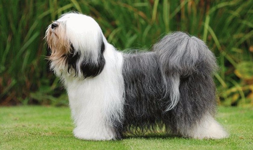 Порода собак тибетский терьер или цанг апсо — компаньоны тибетских монахов Порода собак тибетский терьер или цанг апсо — компаньоны тибетских монахов