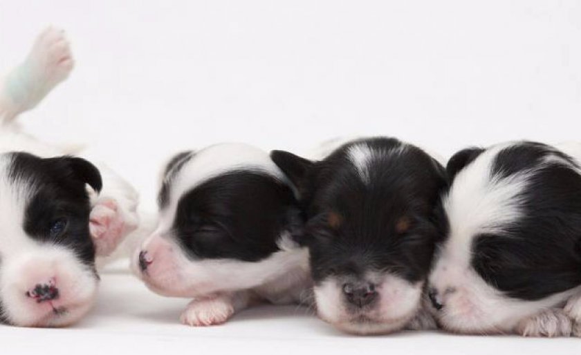 Как выбрать щенка и цена на него