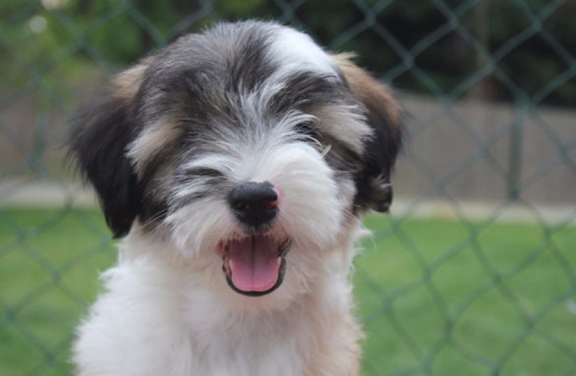 Прогулки Прогулки