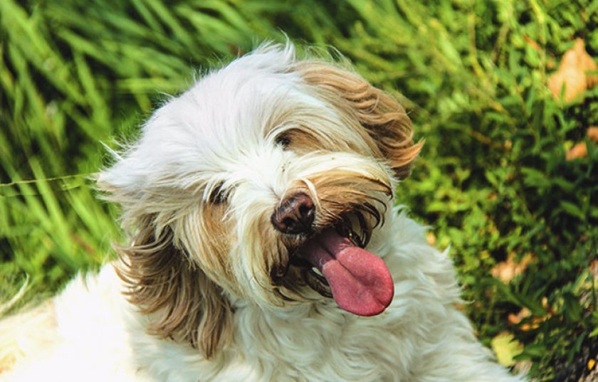 Здоровье и характерные болезни Здоровье и характерные болезни