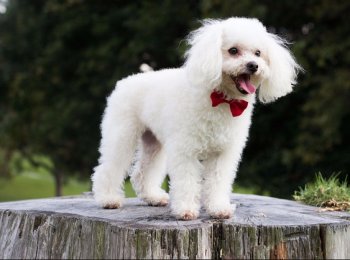 Порода собак малый пудель — незаменимая собака-компаньон