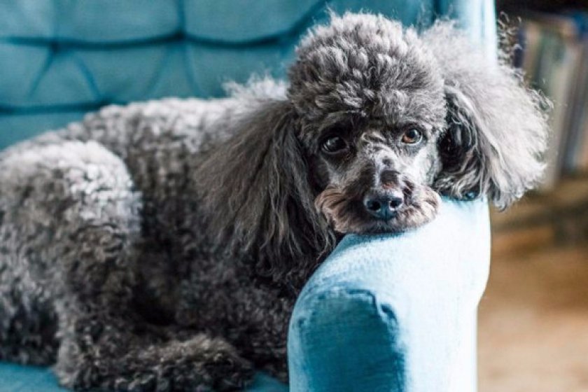 Малый пудель