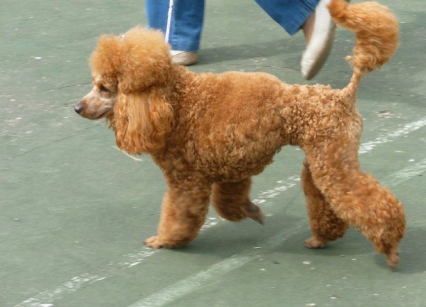 Малый пудель