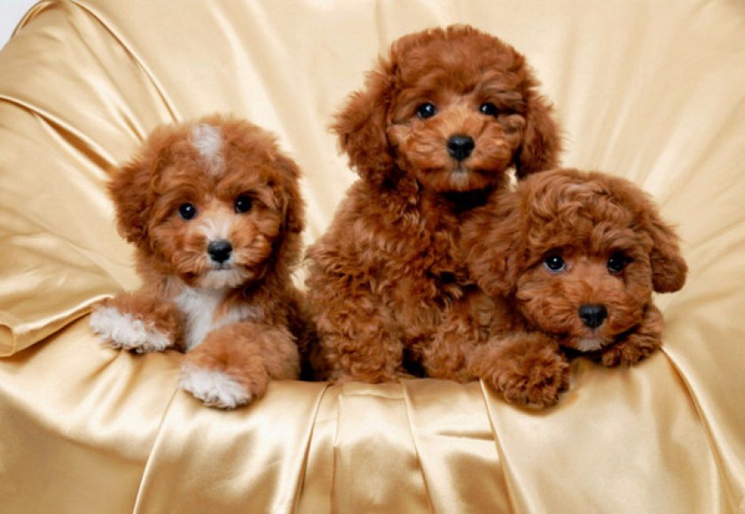 Малый пудель