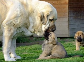 Порода собак испанский мастиф: спокойный и сильный