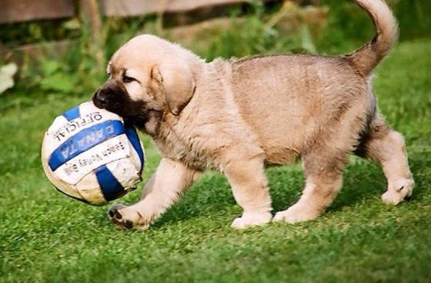 Испанский мастиф