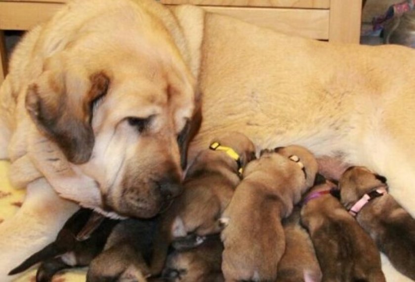 Щенки испанского мастифа