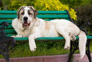 Испанский мастиф