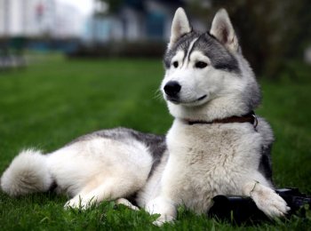 Порода собак сибирская лайка: отличия восточносибирской от западносибирской